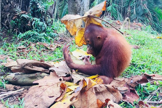 Wildlife & Wonders: Orang Utan Island + Perak Cave Temple Tour - Who will enjoy this day most?